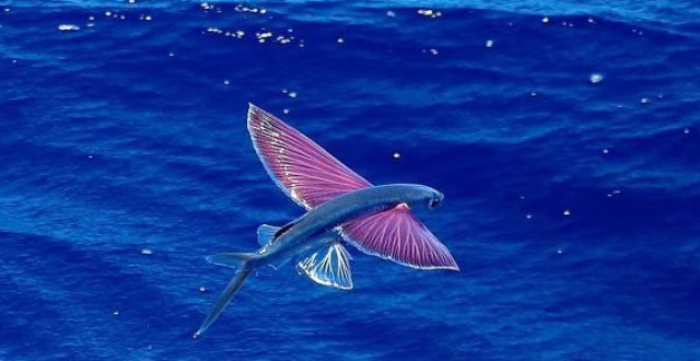 飞鱼:我也不想飞啊,实在是水里对手太强