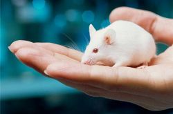 中国科学家成功让公鼠怀孕