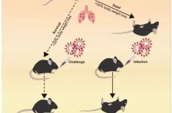 新しいブレークスルー：中国の科学者は、新しいコロナウイルスのマウスモデルの開発に成功しました