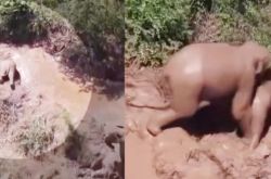 象の赤ちゃんは食べず、ただ水遊びをしたいと思っており、母親に押しのけられています。