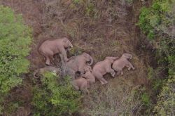 中国に関するBBCからのまれな肯定的な報告：雲南省の象は移動しており、群れは世話をされています