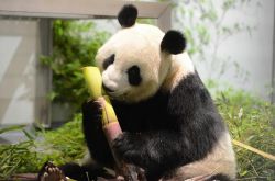 旅日大熊猫“真真”生下双胞胎 