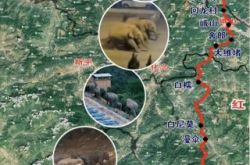 【今日の新機能】日中のあたたかな情景に象が再登場（新機能の意味は？）