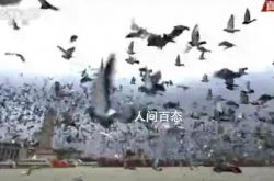 100,000羽の平和鳩の最初のリリースを祝うために、3,000羽以上の鳩愛好家が志願しました