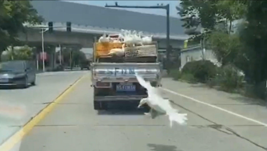 男子上一秒质疑拉鹅车不关笼子 下一秒捡到越狱大鹅