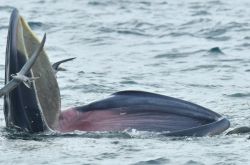 クジラは深セン大鵬湾に何日も連続して現れました