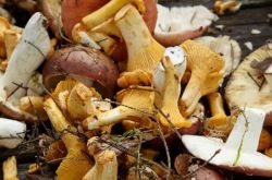 雲南おばさんがベッドでカビ中毒のネズミを捕まえる、野生のきのこを食べるときは注意してください