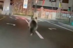 四川省石渠県のヒグマは早朝に道路を走り、死傷者は出なかった。