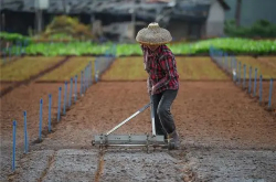 المزيد والمزيد من الشباب في كوريا الجنوبية يعودون إلى مسقط رأسهم للعمل في الزراعة ، ما هو الوضع المحدد؟ ما سبب ذلك؟