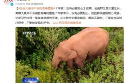 雲南象は有毒なキノコを食べることができますか？専門家は説明します：これらの種は識別する強力な能力を持っています
