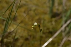 大きな逆転：植物は動物を食べる！虫食い料理、もうすぐお椀に来ますか？