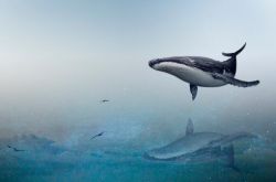 12 من الحيتان والدلافين المشتبه بهم تقطعت بهم السبل في مياه تشجيانغ! ما الذي يحدث بالتفصيل؟ مع أسباب مفصلة!