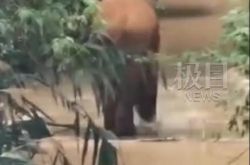 10歳の象の赤ちゃんは、32日間一人で歩いた後、家に帰りました。雲南省の象の群れは南西に移動しました。象は誤って有毒なキノコを食べますか？