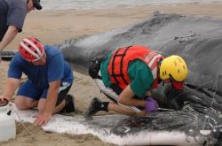 3頭の座礁した死んだカズハゴンドウが凍結保存されましたか？12頭のクジラが集団自殺で座礁しましたか？