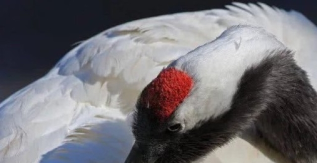 第一奇毒鹤顶红,竟然是砒霜