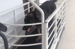 搜救犬跟训导员跑十公里，休息后竟还知道带走喝完的空水瓶...点赞！