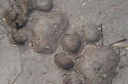 シベリアトラが頻繁に出現し、撫順は大型猫の疑いの報告を受けています...専門家はこれを言います