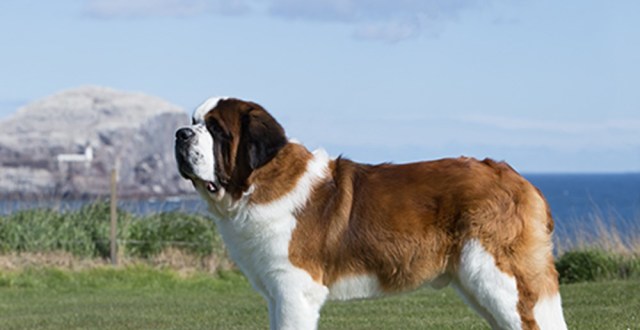 寻根问祖系列(113):圣伯纳犬(saint bernard)