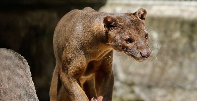 马达加斯加的"杀戮王者",专门捕食狐猴的马岛獴是什么来头?