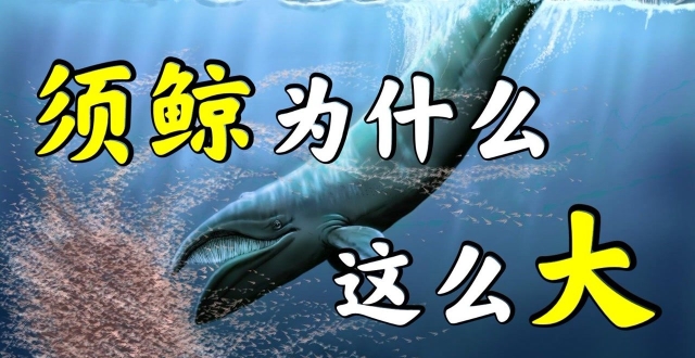 鲸须是由鼻毛变成的？揭秘须鲸的进化之路_腾讯新闻