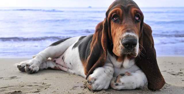 松狮犬(chow chow)寻根问祖系列(126):英国斗牛犬(bulldog)寻