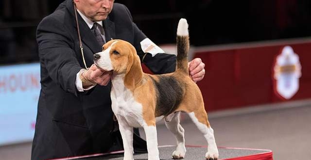 寻根问祖系列(121):比格猎犬(beagle)