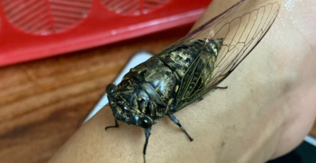 南方的苍蝇都这么大只!