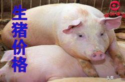 今日の豚の価格［豚の価格の下落傾向は拡大しており、前回の安値からわずか一歩です。