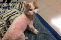 تم إنقاذ قطة دمية في سوق الخضار وأنجبت شبلًا بعد شهرين: سر الأب لا يمكن حله