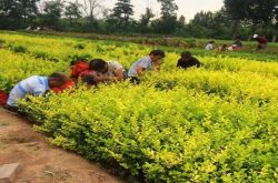 四川省のコミュニティにおける緑化のための四季のバラの価格
