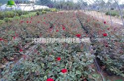 Shuyang郡Haojing造園保育園ストックファーム