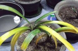 「偽りの死」の3種類の花、秋の涼しさが「目覚める」、止まらない