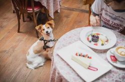 الناس والكلاب يأكلون على نفس المائدة في مطعم في بكين ، بدعوى أن الكلب مريض ويحتاج إلى العناية به ، هل هذا هو الكلب أم الإنسان؟