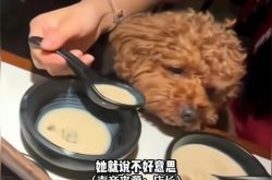 江苏一女子带狗进餐厅，用公勺喂狗吃饭，邻桌顾客炸开锅