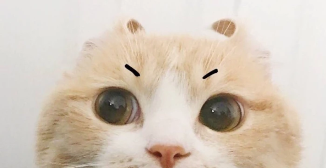 【表情包】眼巴巴