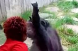 حديقة الحيوانات البلجيكية تمنع المرأة من إظهار الحب وإرسال القبلات للشمبانزي وإلا سيتم إبعادها