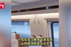 تسلل Xiaoniao إلى القطار فائق السرعة من Hohhot إلى بكين! ماذا سيحدث إذا انزلق الطائر إلى عدسة سيد الفيلم