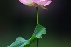 「夏河」（60）|上流テーマ写真募集作品展