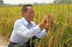 重大突破！中国水稻60天就能收割，时间缩短一半！