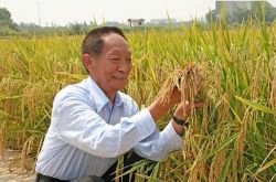 米は60日で収穫できます！中国の科学者は大きな進歩を遂げ、稲作のサイクルは半分になりました