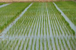اختراق كبير! يمكن حصاد الأرز الصيني في 60 يوما فكيف يمكن تقصير الوقت إلى النصف؟