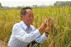 يمكن حصاد الأرز في 60 يومًا! حقق العلماء الصينيون تقدمًا كبيرًا ، وانخفضت دورة نمو الأرز إلى النصف
