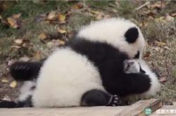 大熊猫宝宝被按住狂亲上热搜 两个糯米团子超可爱