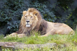 安徽サーカスは死んだライオンを売っていますか？予期せぬことに、ライオンの足が野菜市場に流れ込み、警察はすべて彼らを逮捕しました。