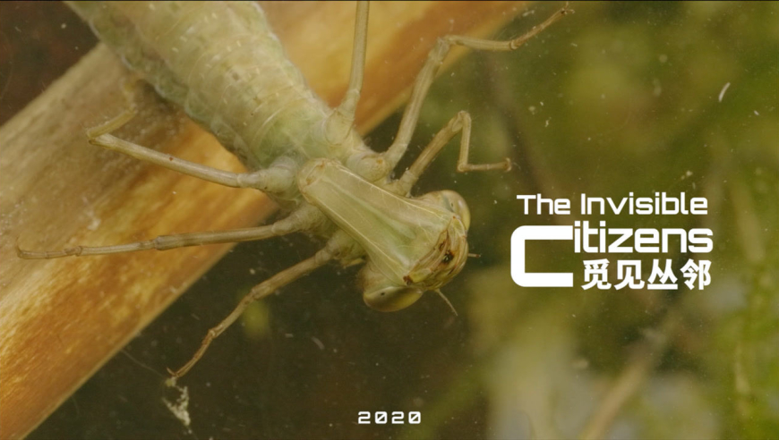 蜻蜓在恐龙时代就存在了?它可是不折不扣的空中杀手