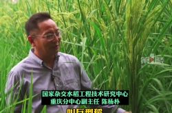 重慶で高さ2メートルの巨大稲の作付け成功おめでとうございます！詳細開示！