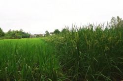 涼しさを楽しむという袁隆平の夢が叶う：重慶に高さ2メートル以上の「巨大稲」の植え付けが成功した