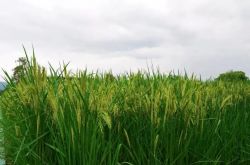 نجحت تجربة زراعة "الأرز العملاق" الذي يبلغ ارتفاعه مترين! مستخدم الإنترنت: جدي يوان ، حلمك بالاستمتاع بالبرد في Hexia على وشك أن يتحقق
