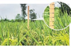 تمت زراعة "الأرز العملاق" الذي يبلغ ارتفاعه مترين بنجاح في دازو