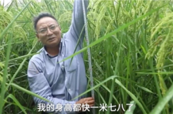 亩产1600斤！2米高巨型稻在重庆试种成功 袁隆平梦成真了